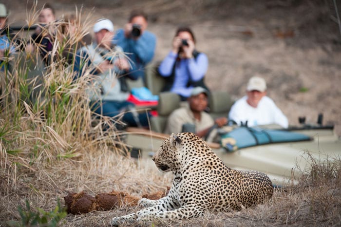 Sabi Sands_Elephant Plains_Kruger_Photographic Safari_SS_338259110 lo