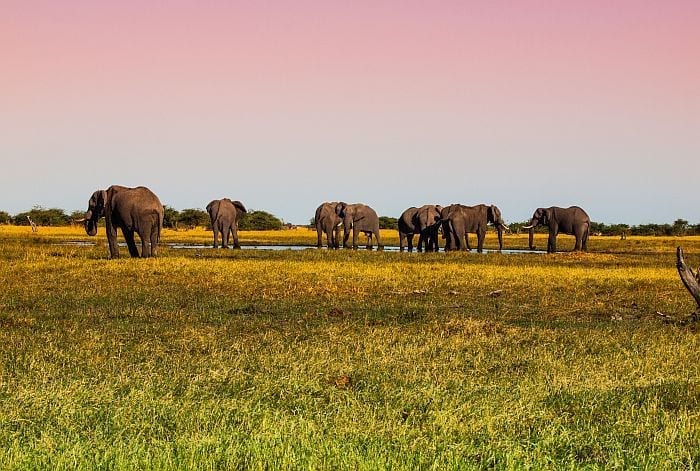 Savuti-Marsh-Herd-Of-Elephants-Reasons to visit Botswana