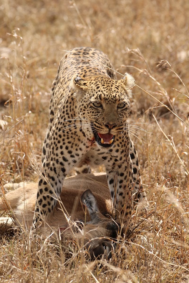 Serengeti leopard with kill