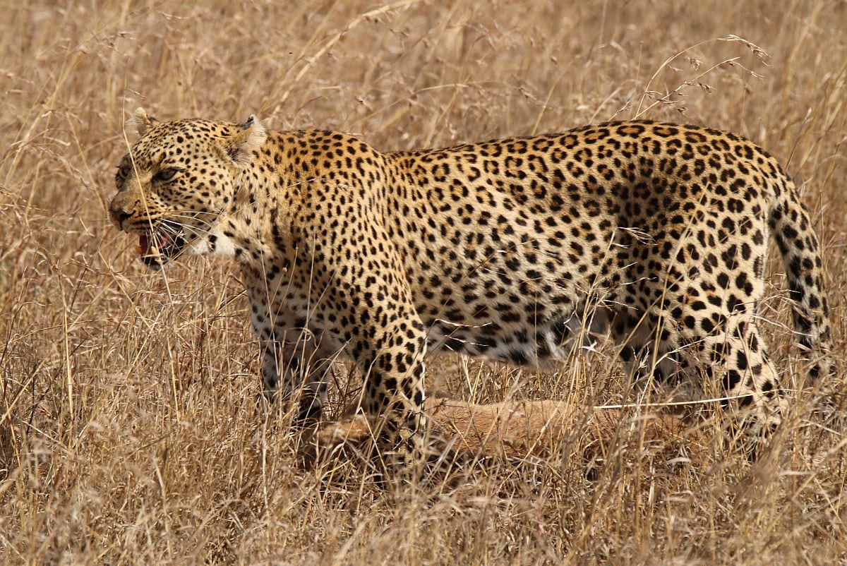 Serengeti leopard with prey