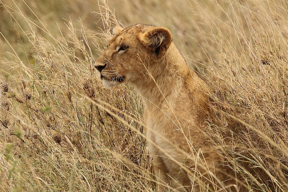 Serenegti lion in long grass