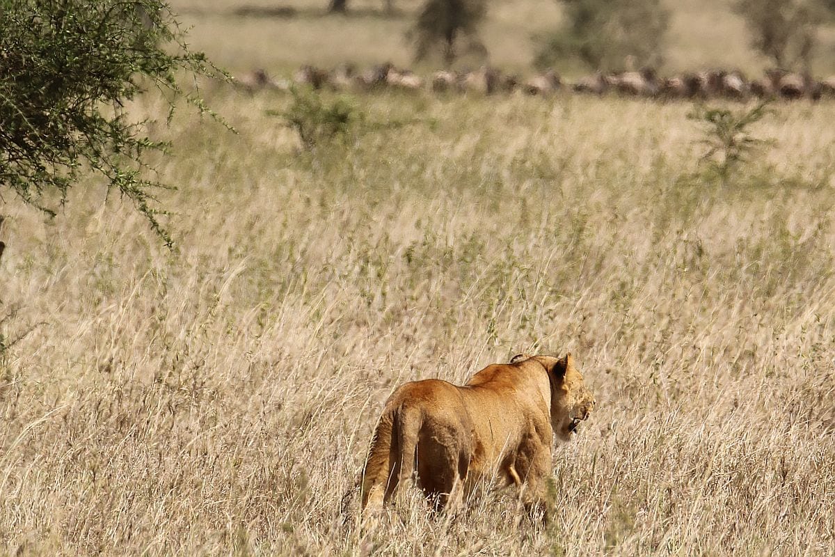 Serengeti lion on hunt