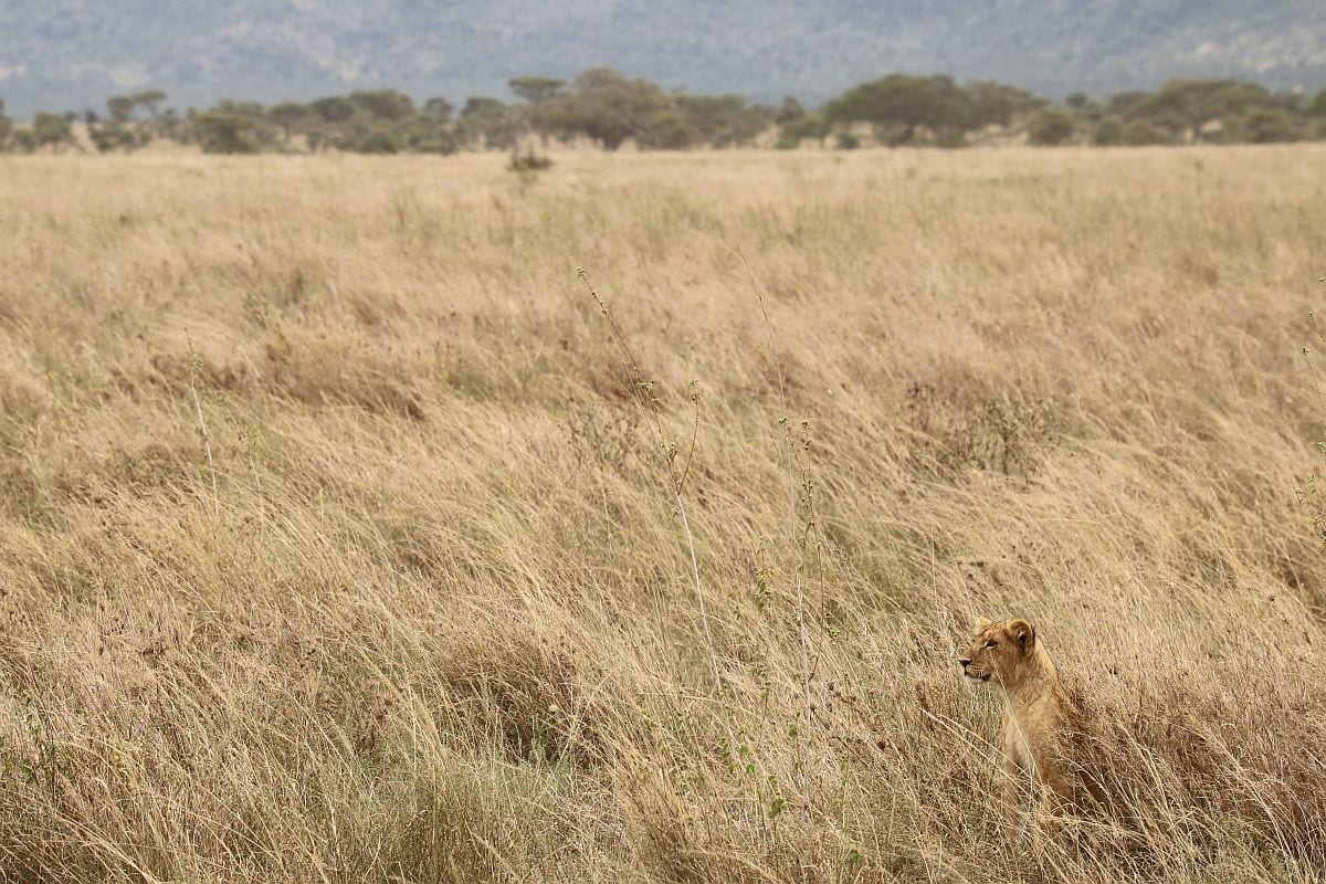 Serengeti - lioness in long grass