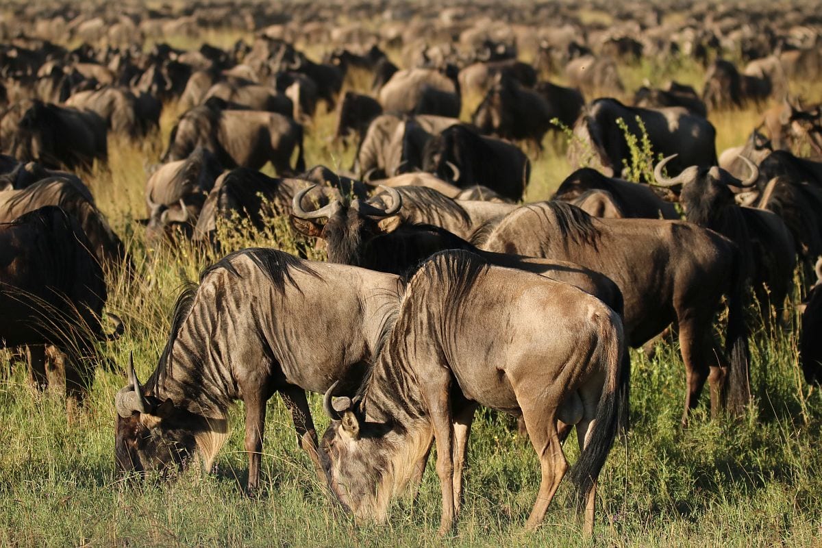 Serengeti wildebeest migration