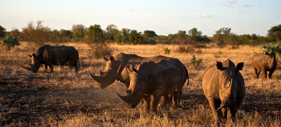 Rhinos at Singita Pamushana Lodge