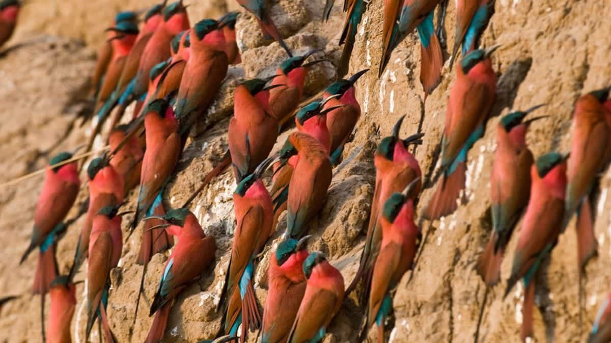 Best Time to Visit Zambia - Carmine bee-eaters