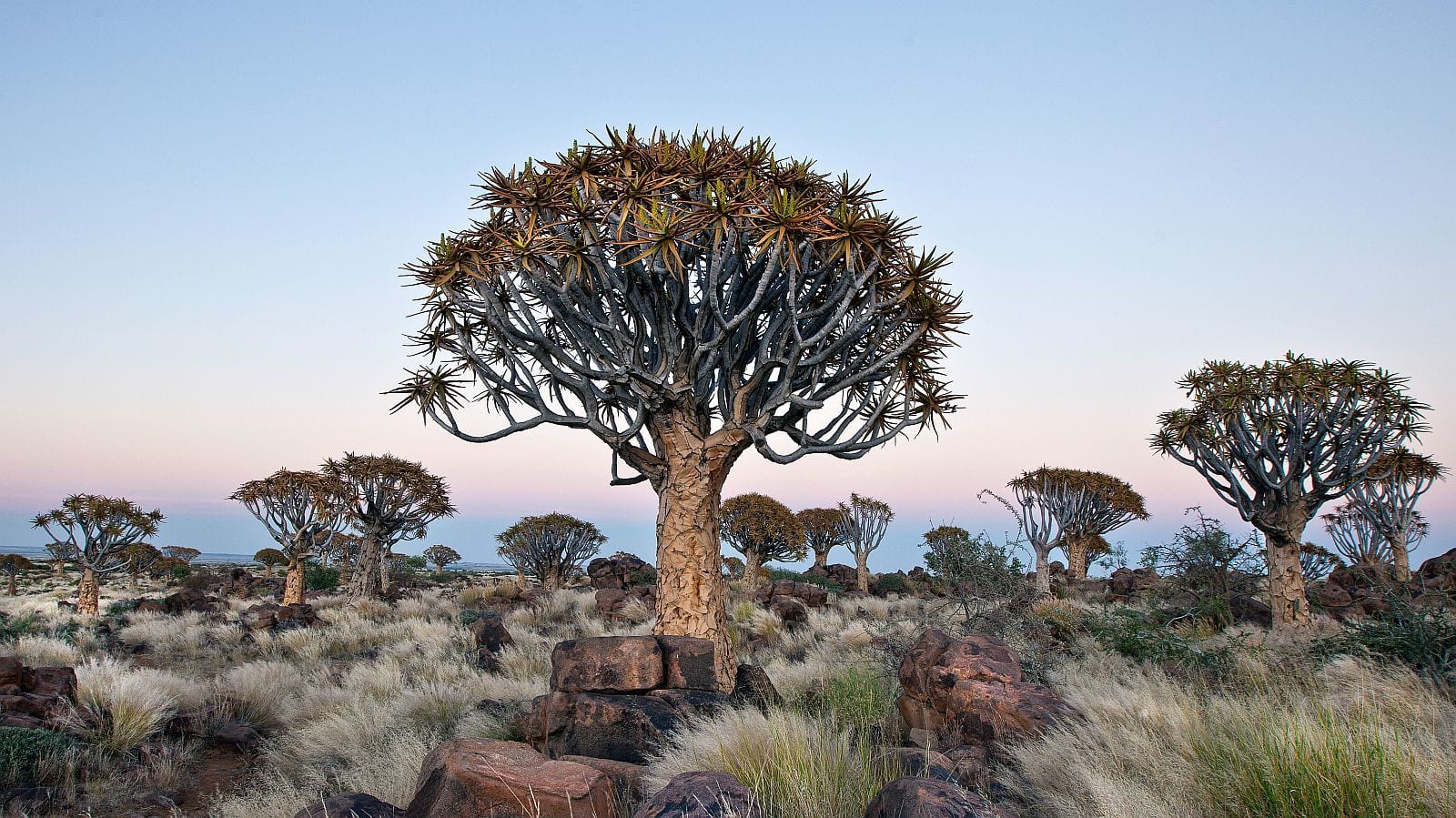Southern Namibia kokerboom
