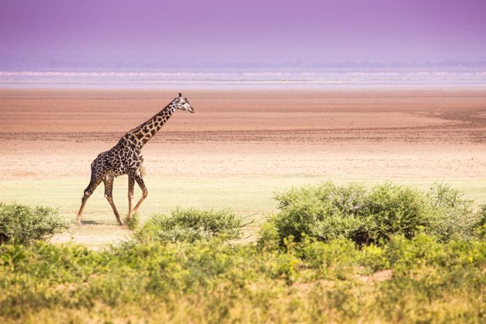 Tanzania-Lake-Manyara-giraffe-SS-700