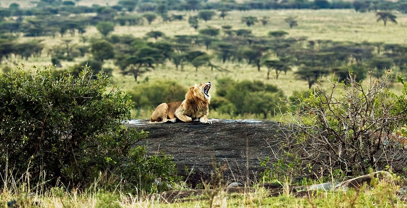 lion, Serengeti National Park, Serengeti migration