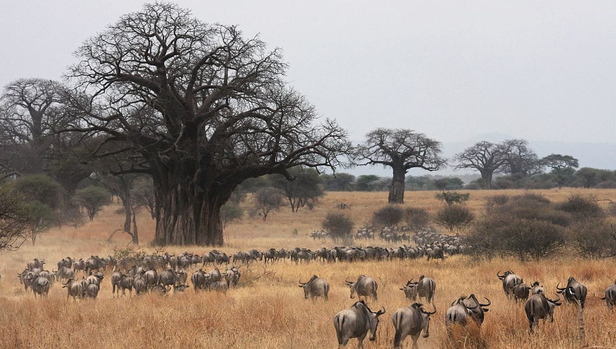 Best time to see the Wildebeest migration