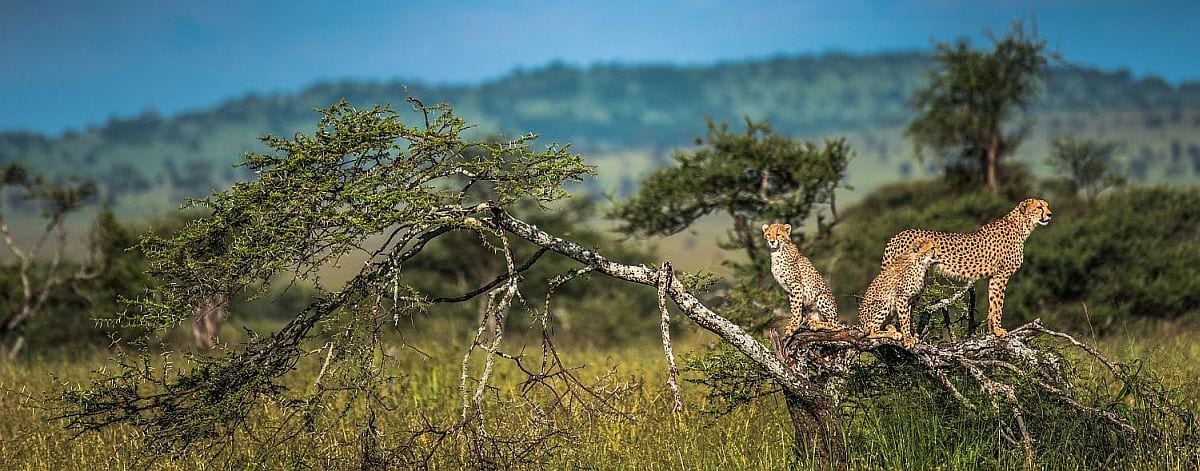 Cheetah in Serengeti, in article on Tanzania safari costs per day