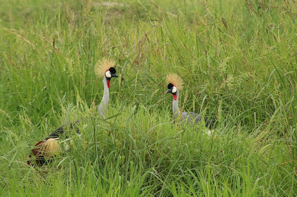 Tarangire crowned crane