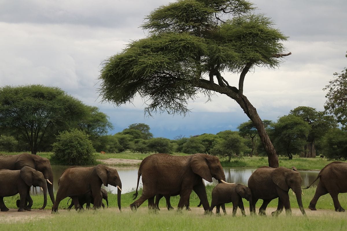 Tarangire elephants