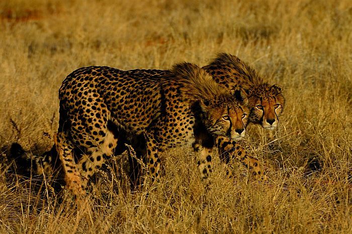Tswalu-Cheetah-Brothers, malaria-free game reserve