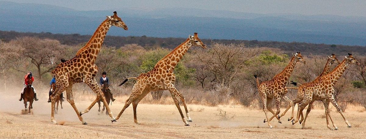 horse-riding safari in waterberg, malaria-free game reserve