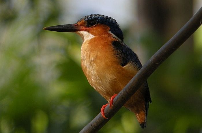 Madagascar attractions birding