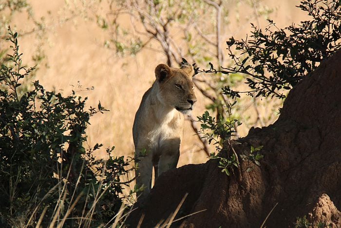 Zambezi-sands-lion