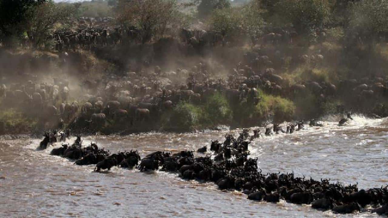 Best time to see the Wildebeest migration