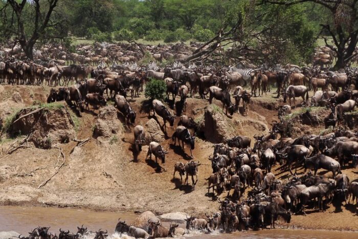 Cedarberg Travel | Tanzania Lion Safari