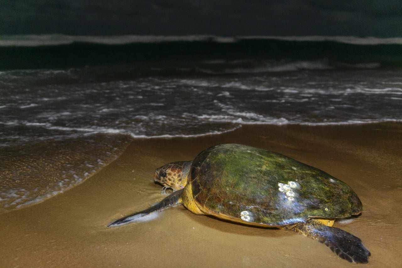 cedarberg-thonga-beach-lodge-turtle-tracking