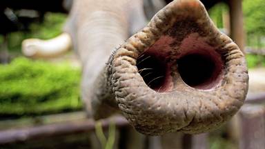 elephant-sanctuary-nose1