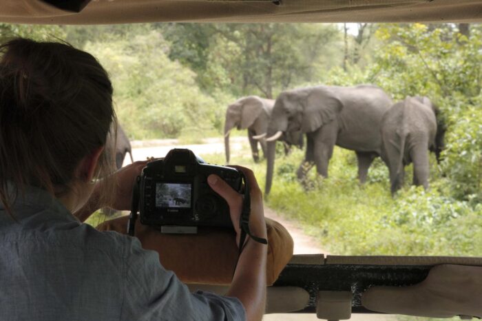 Cedarberg Travel | Tanzania Lion Safari