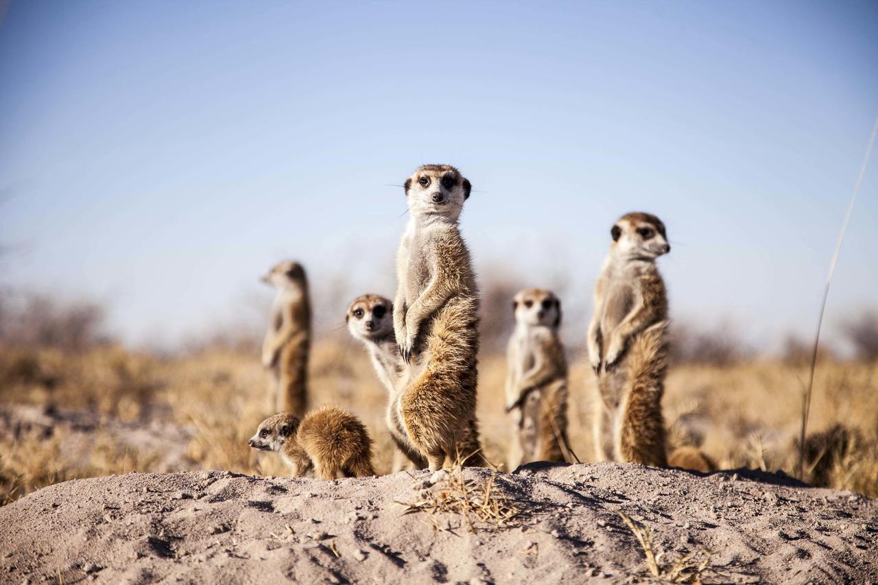 Enjoy an exclusive tour with wild meerkats in the Little Karoo