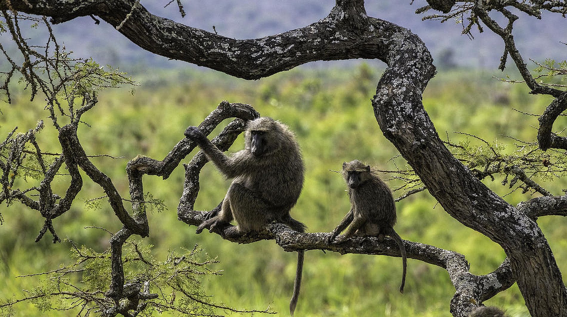 Akagera National Park, Rwanda | Cedarberg Africa