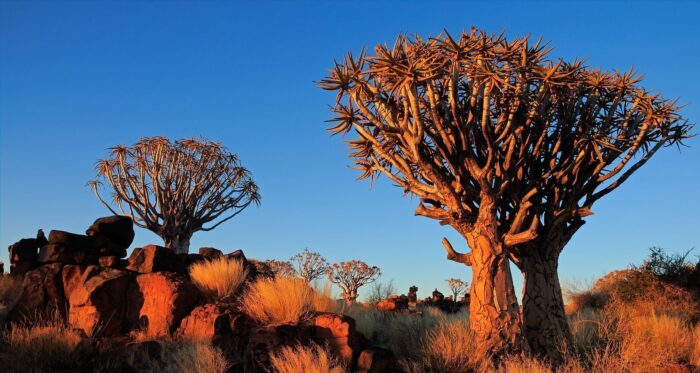 Cedarberg Travel | Namibia to Go