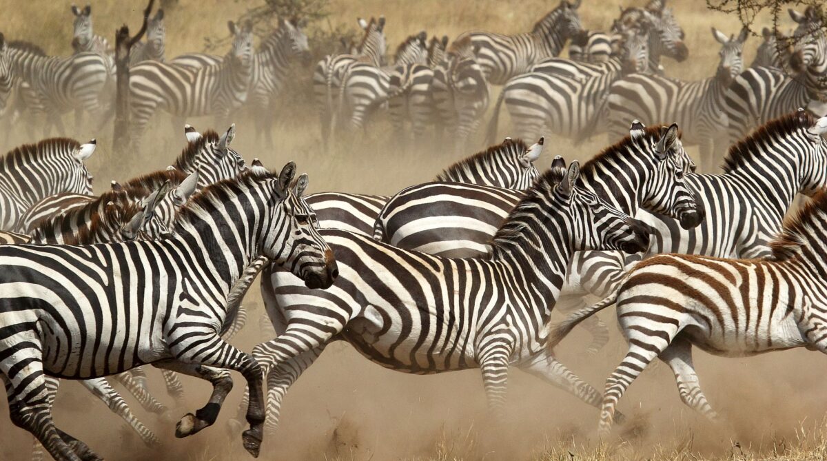 Africa wildlife safaris