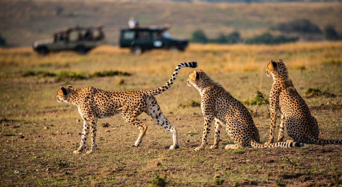 Kenya Masai Mara Vehicles with Cheetah