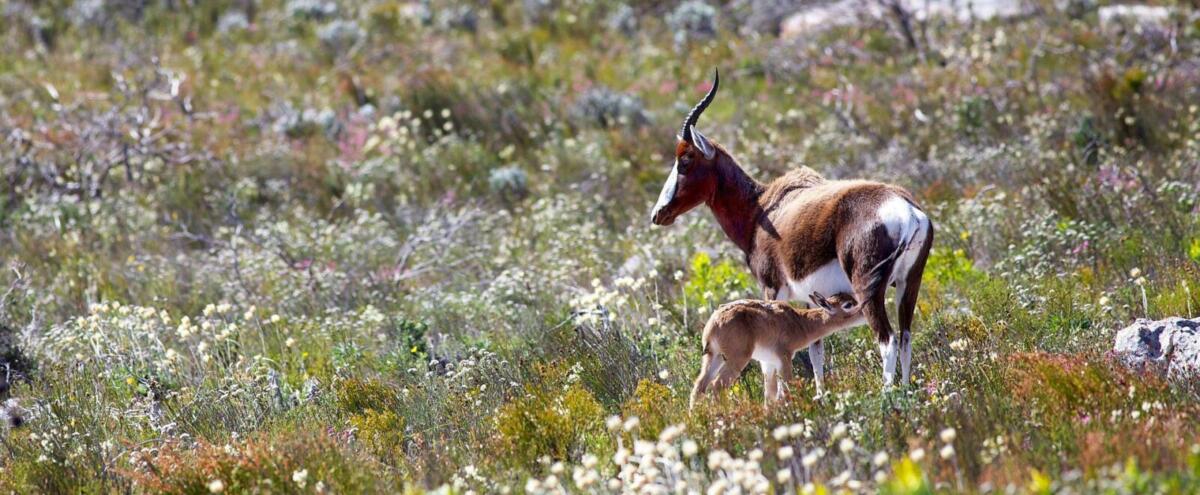 South Africa safari itineraries - Bontebok National Park