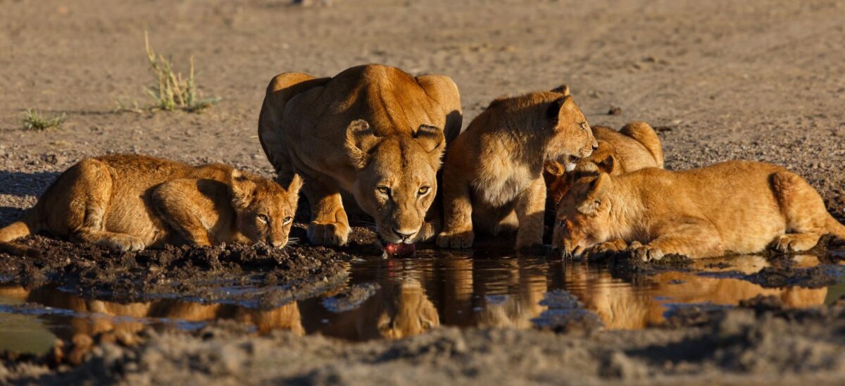 Best time for safari a safari in East Africa-Lions drinking in the Serengeti