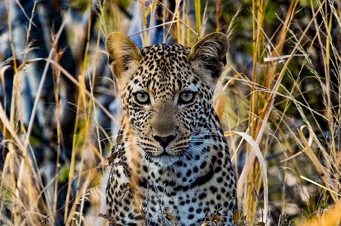 Leopard on Ruaha National Park safari