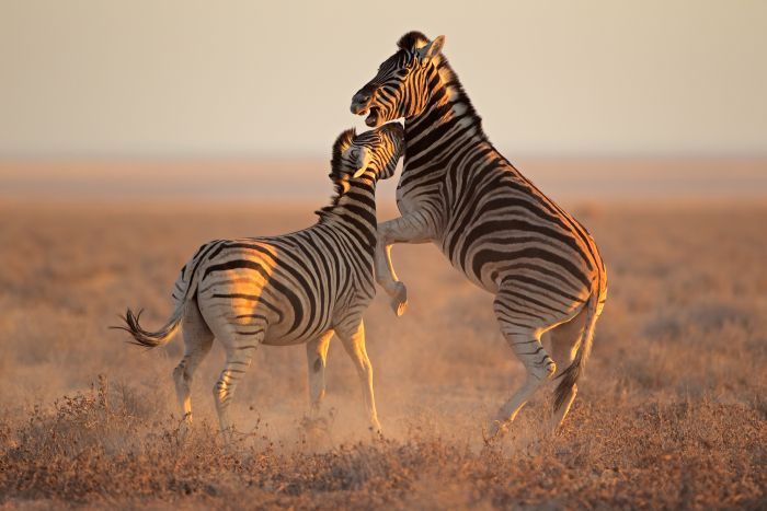 Two Plains (Burchells) Zebra stallions (Equus burchelli) fightin