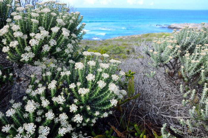 Cedarberg Travel | De Hoop Camino slackpacking trail