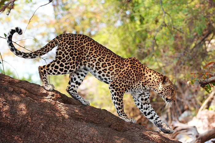 Insiders Guide to Botswana safaris