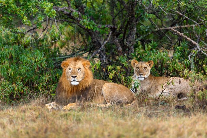 Best of Both Worlds fly-in safari - lion