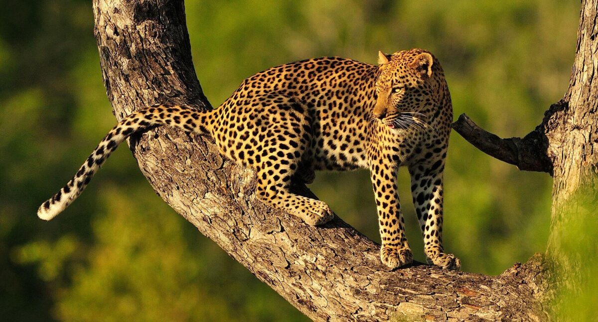 Leopard in tree in Kruger National Park