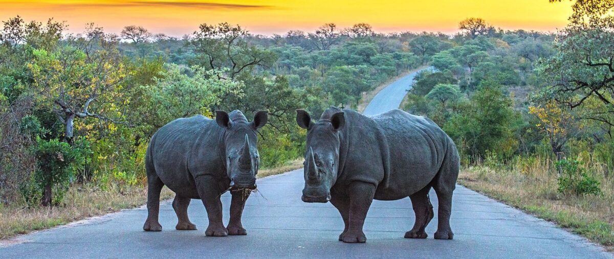 Rhino in Kruger National Park