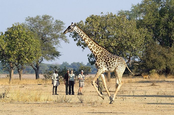 what to wear on safari