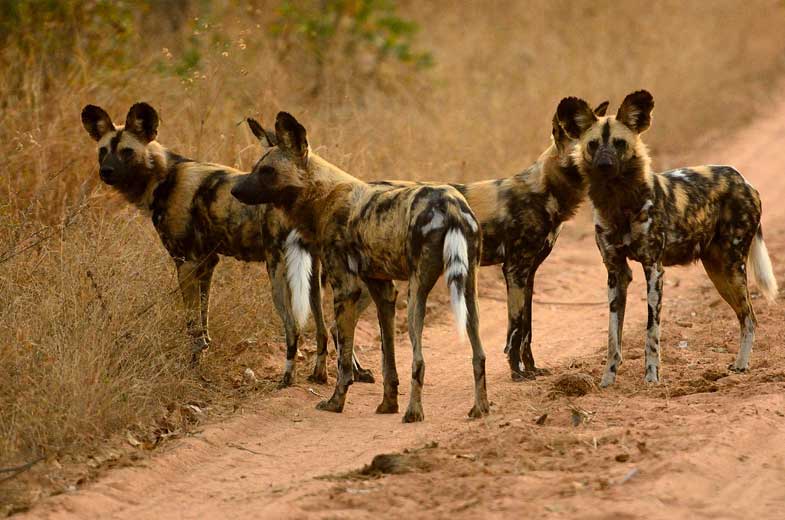 Best place to see wild dogs in Africa 