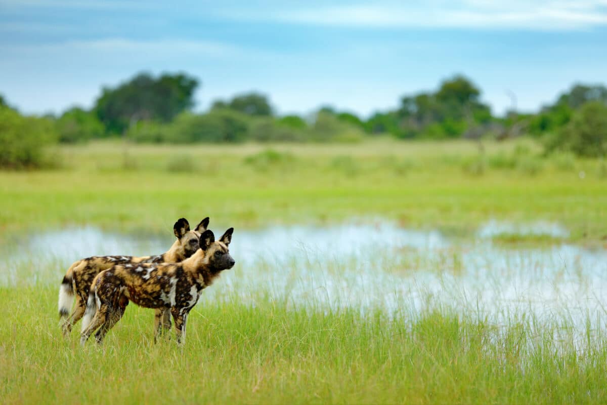 Best place to see wild dogs in Africa - Okavango Delta 