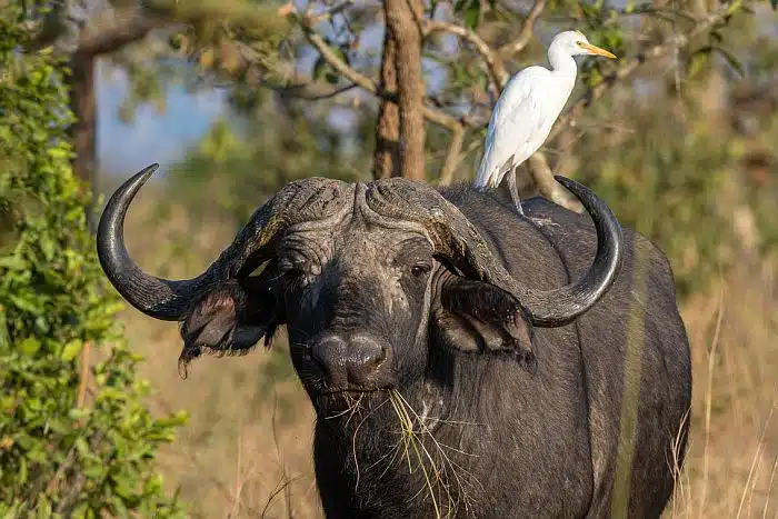 Buffalo seen on Akagera national park safari