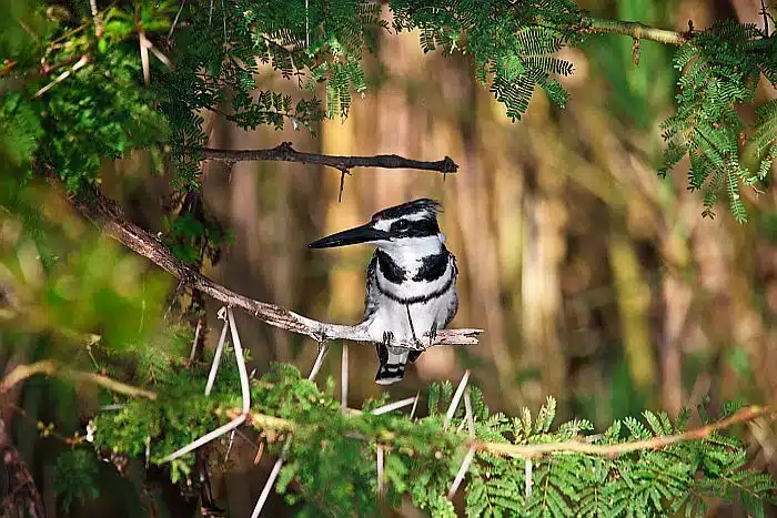 Liwonde National Park - Pied Kingfisher