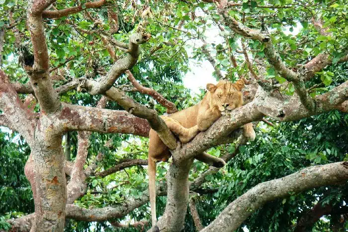 Lion in Ishasha sector of Queen Elizabeth National park