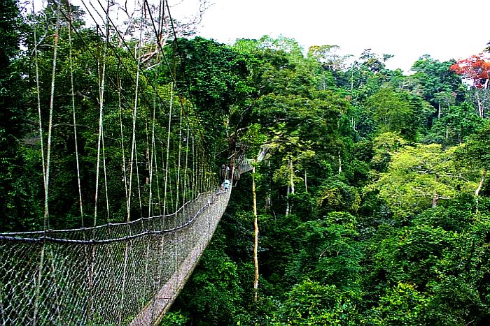 Nyungwe canopy walk