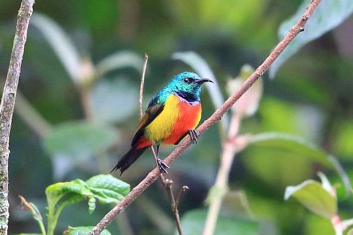 Nyungwe canopy walk, regal sunbird