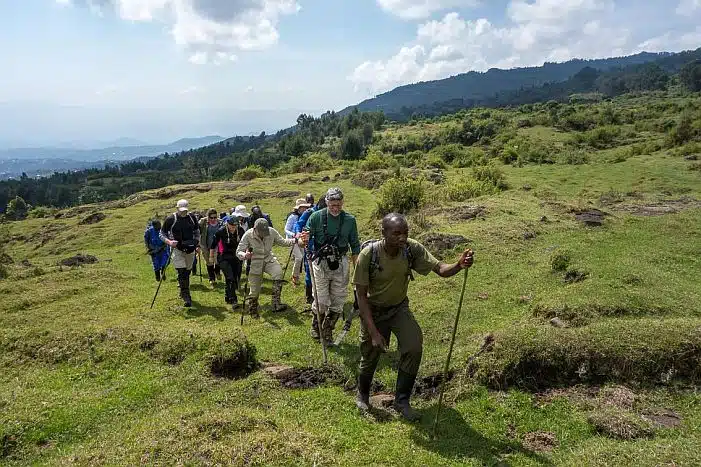 Gorilla Trekking Tours in search of Mountain Gorillas