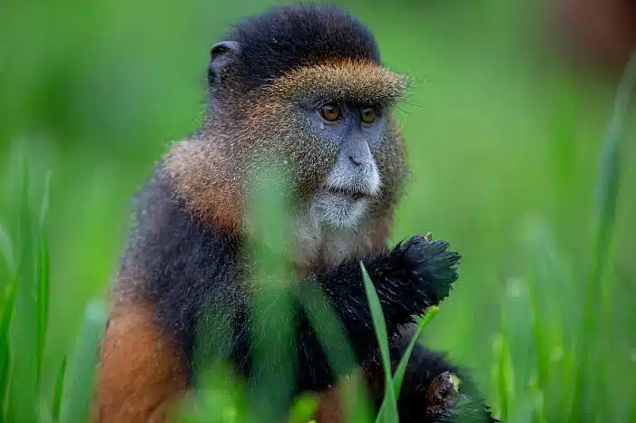 Golden Monkey trekking, Volcanoes National Park